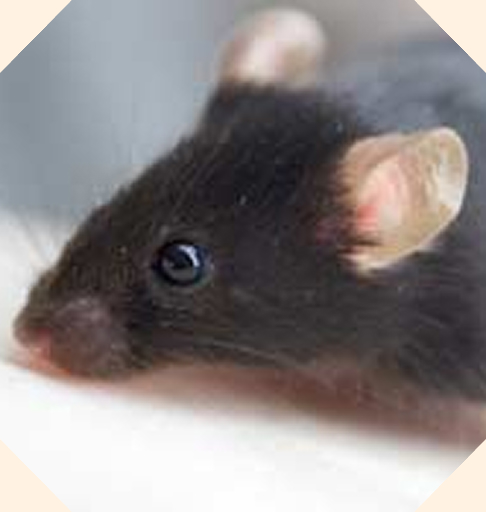 Mouse model