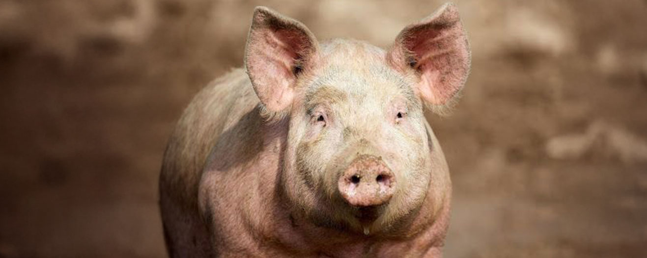 A pig standing outside.